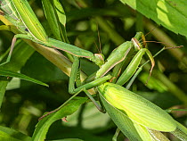 Praying mantis (Mantis religiosa) gravid female attacking and feeding on another gravid female, Podere Montecucco, Orvieto, Umbria, Italy. September.