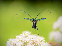Musk beetle (Aromia moschata) flying off, Akershus / Viken, Norway, July.
