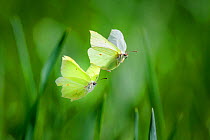 Brimstone butterfly(Gonepteryx rhamni) male and female during mating flight, early spring. Tartumaa county, Southern Estonia. May.