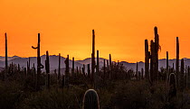 Saguaro cactus (Carnegiea gigantea) silhouetted at sunset, Organ Pipe Cactus National Monument, Arizona, USA, March 2020. Medium repro only