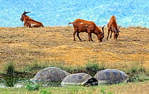 Feral goat (Capra hircus), invasive species stripping vegetation from giant tortoise habitat, with Alcedo giant tortoise (Chelonoides vandenburghi) group. Alcedo Volcano, Isabela Island, Galapagos Isl...