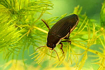 Black-bellied great diving beetle (Dytiscus semisulcatus) female, Breconshire, Wales, UK. Controlled conditions. Focus stacked