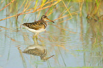 Greater painted-snipe (Rostratula benghalensis) male reflected in water. Savuti, Chobe National Park, Botswana.
