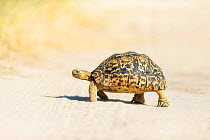 Leopard tortoise (Stigmochelys pardalis) walking across sand. Savuti, Chobe National Park, Botswana.
