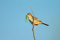 Zitting cisticola (Cisticola juncidis) with Cricket prey in beak, perched on branch. Savuti, Botswana.