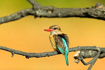 Brown-hooded kingfisher (Halcyon albiventris) perched on branch. Chobe River, Chobe National Park, Botswana.