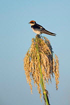 Wire-tailed swallow (Hirundo smithii) perched on Reed. Chobe National Park, Botswana.