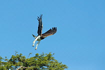 Martial eagle (Polemaetus bellicosus) taking off from tree. Chobe National Park, Botswana.
