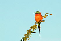 Southern carmine bee-eater (Merops nubicoides) perched on branch. Chobe National Park, Botswana.
