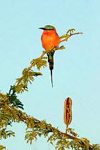 Southern carmine bee-eater (Merops nubicoides) perched in Camelthorn (Vachellia erioloba) tree, seedpod on branch below. Chobe National Park, Botswana.