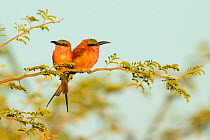 Southern carmine bee-eater (Merops nubicoides) pair perched on branch, looking in opposite directions. Chobe National Park, Botswana.