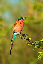 Southern carmine bee-eater (Merops nubicoides) perched on branch. Chobe National Park, Botswana.