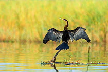 African darter (Anhinga rufa) drying wings, perched above water. Chobe River, Chobe National Park, Botswana.