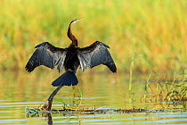 African darter (Anhinga rufa) drying wings, perched above water. Chobe River, Chobe National Park, Botswana.