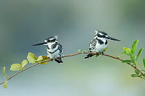 Pied kingfisher (Ceryle rudis) pair perched on branch, looking in opposite directions. Chobe River, Chobe National Park, Botswana.
