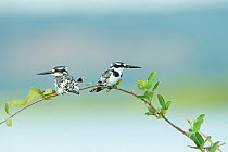Pied kingfisher (Ceryle rudis) pair perched on branch, looking in opposite directions. Chobe River, Chobe National Park, Botswana.