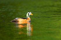 African pygmy goose (Nettapus auritus) male on Chobe River, reflected in water. Chobe National Park, Botswana.