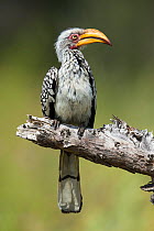 Southern yellow-billed hornbill (Tockus leucomelas) perched on branch, portrait. Savuti, Botswana.