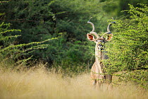 Greater kudu (Tragelaphus strepsiceros) male hidden behind tree in grassland. Savuti, Chobe National Park, Botswana.