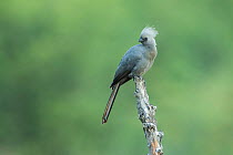Grey go-away-bird (Corythaixoides concolor) perched on tree snag. Savuti, Chobe National Park, Botswana.