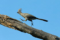 Grey go-away-bird (Corythaixoides concolor) running along tree snag. Savuti, Chobe National Park, Botswana.