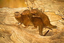 Common dwarf mongoose (Helogale parvula), three on tree trunk. Savuti, Chobe National Park, Botswana.