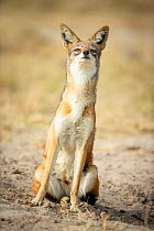 Black-backed jackal (Canis mesomelas) sniffing air whilst sitting. Savuti, Chobe National Park, Botswana.