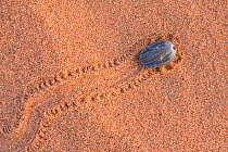 Blood engorged camel tick (Hyalomma dromedarii) with tracks in the sand dunes of Erg Chebbi, Merzouga, Morocco.