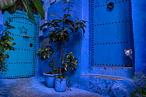 A white cat peeks out a blue door. Chefchaouen, Morocco.