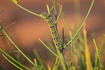 Moth (Hyles tithymali) caterpillar in the dunes of Erg Chebbi, Morocco)
