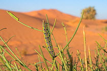 Moth (Hyles tithymali) caterpillar in the dunes of Erg Chebbi, Morocco