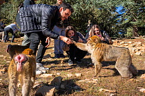 Tourists feed Barbary macaques (Macaca sylvanus) at the edge of the forest on the roadside outside of Azrou, Morocco.