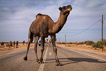 Camels cross a road on the outskirts of Merzouga, Morocco.