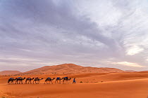 Camel caravan walks across the sand dunes of Erg Chebbi outside of Merzouga, Morocco.
