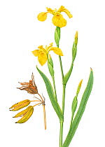 Iris (Iris pseudacorus) flower and seed pod illustration.