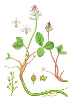 Bogbean (Menyanthes trifoliata) watercolour illustration