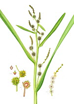 Branched Bur-reed (Sparganium erectum) watercolour illustration