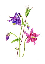 Columbine (Aquilegia vulgaris), watercolour illustration.