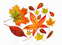 Autumn leaves including Sweet gum (Liquidambar styraciflua); Hawthorn (Crataegus monogyna); Tutsan (Hypericum androsaemum); Norway maple (Acer platanoides); Prunus sp and Strawberry tree (Arbutus uned...
