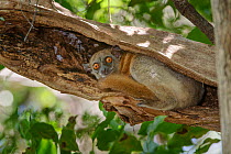 Mittermeier&#39;s sportive lemur (Lepilemur mittermeieri). Ampasandava Peninsula forest, snorth west Madagascar.