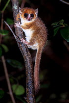 Adult brown or rufus mouse lemur (Microcebus rufus) at night. Ranomafana National Park, south east Madagascar.