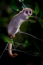 Ankarana dwarf lemur (Cheirogaleus shethi) in forest understory. Ankarana Reserve forests, northern Madagascar.
