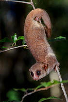 Fat-tailed dwarf lemur (Cheirogaleus medius). Kirindy forests, west Madagascar.