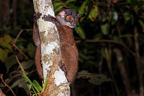 Masoala sportive lemur or Scott&#39;s sportive lemur (Lepilemur scottorum) active in forest understory at night (nocturnal species). Masoala Peninsula, north east Madagascar.