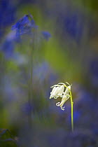White flowered Spanish bluebell (Hyacinthoides hispanica) surrounded by &#39;regular&#39; blue flowers. Deciduous woodland, Dorset, England, UK, May.