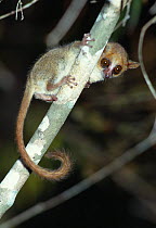 Madame Berthe&#39;s mouse lemur (Microcebus berthae) at night. Kirindy forest, western Madagascar. (world&#39;s smallest primate)