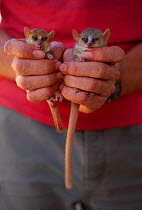 Madame Berthe&#39;s mouse lemur (Microcebus berthae) left, world&#39;s smallest primate, and Grey mouse lemur (Microcebus murinus) right, held in hand for comparison. Kirindy forest, western Madagasca...
