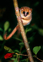 Goodman&#39;s mouse lemur (Microcebus lehilahytsara) at night. Andasibe-Mantadia National Park, east Madagascar.