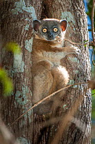 Zombitse sportive lemur (Lepilemur hubbardorum). Zombitse Forest, south west Madagascar.