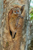 Ankarana sportive lemur (Lepilemur ankaranensis). Ankarana National Park, northern Madagascar.